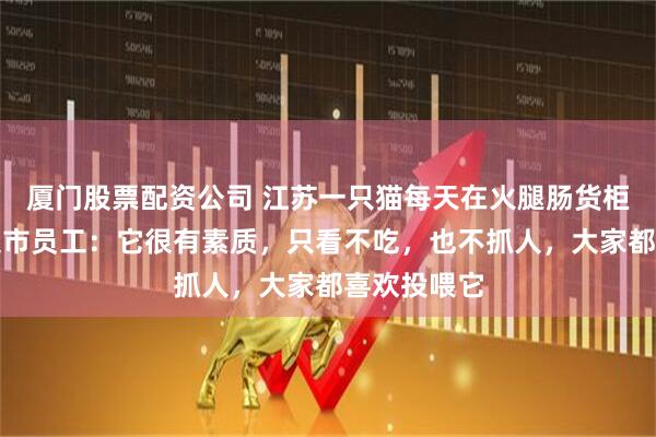 厦门股票配资公司 江苏一只猫每天在火腿肠货柜前蹲守，超市员工：它很有素质，只看不吃，也不抓人，大家都喜欢投喂它